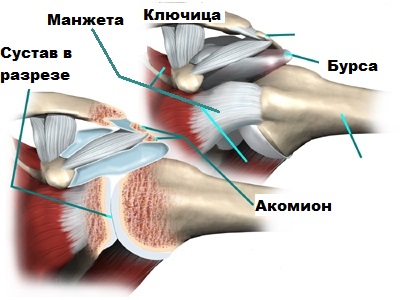 Ключица