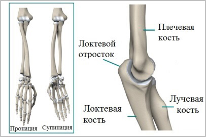 анатомия локтевого сустава
