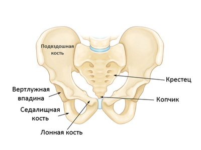 схема таза человека