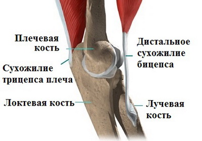 Анатомия сухожилий локтевого сустава