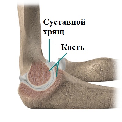 Суставной хрящ локтевого сустава