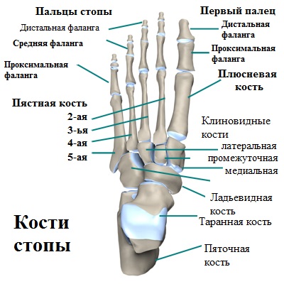 антатомия всей стопы антатомия всей стопы